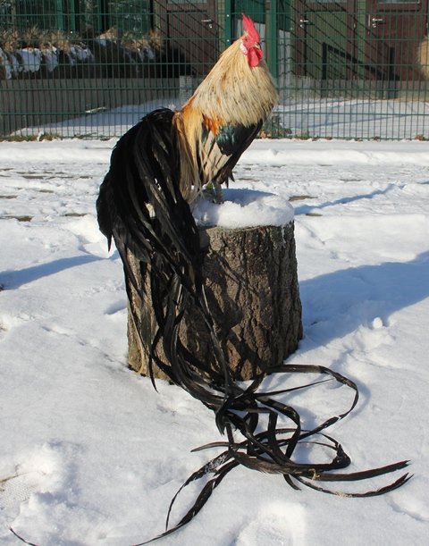 🐔 장미계 센터(나가오도리 센터)